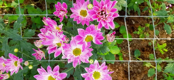 분홍색 보라색 보라색 공간에서 배경으로 이름은 Chrysanthemum이고 과학적인 이름은 Dendranthema — 스톡 사진