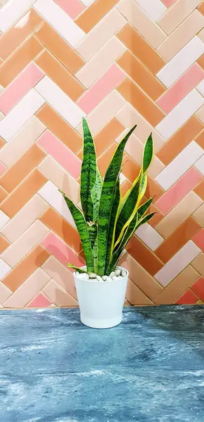 Snake plant or Saint George\'s sword tree in a white pot with colorful seamless pattern of tile background or wall. Scientific name is Dracaena trifasciata. Green plant growth and decorated in room.
