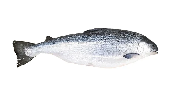 Whole Fresh Salmon Isolated White Background Clipping Path Make Selection — Stock Photo, Image