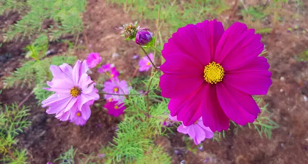 Violet or purple cosmos flowers blooming in floral garden with green leaves background. Beauty in nature and Plant concept. The scientific of flower name is Cosmos Bipinnatus. Close up flora and Macro