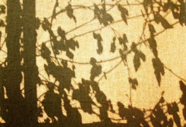Sombra Árvore Ramos Com Folhas Cortina Marrom Parede Contexto Texturas — Fotografia de Stock