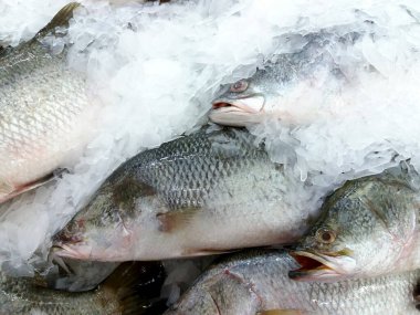 Pazarda buz koyan birçok Tilapia balığını kapatın. Taze balık. Süpermarket kavramı.