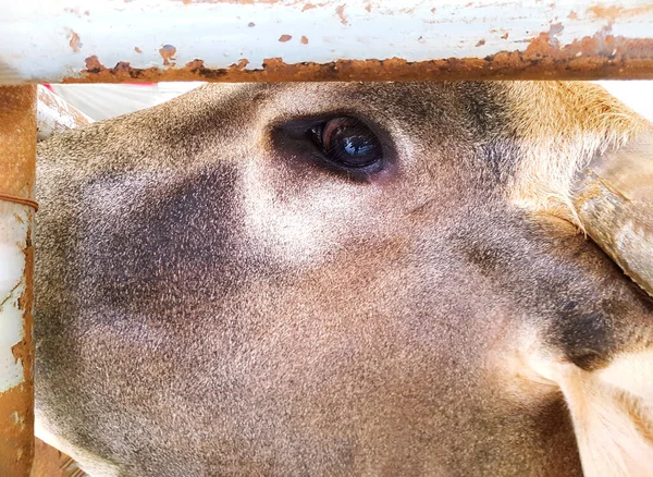 Close up cow\'s eyes were crying and scared in stall or cow pen. Life, fearless and tear of animal, looking.