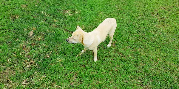 White or yellow dog on green lawn or field looking something far away. Pet and Cute animal in nature with copy space.