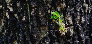 Yeni yeşil dalları kapat ya da büyük ağaçta büyüyen yaprakları kopyala. Yeni iş ya da hayat geliyor ve farklı çevre kavramı. 