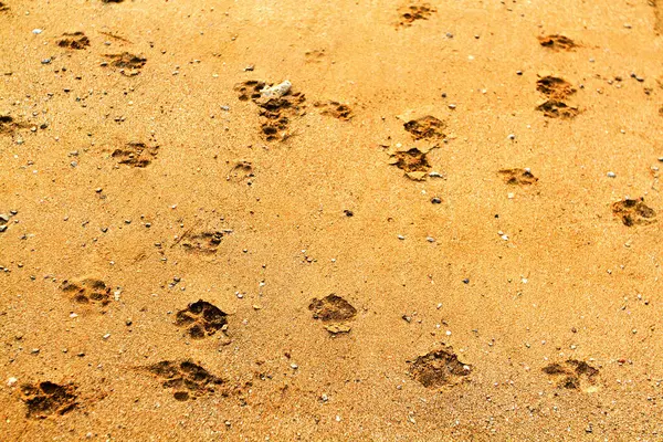 Animal or Dog\'s footprint walked or run on the brown sand near the beach.