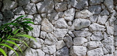 Yeşil palmiye ya da hindistan cevizi yaprakları gri ya da beyaz taş duvarda ışık ve doğru kopya alanı olan ağacın gölgesi. Arkaplan, Duvar Kağıdı, Dekorasyon, Tasarım, Sanat Konsepti 