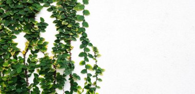 Sarmaşık, sarmaşık ya da sarmaşık bitkisi büyümesi beyaz duvar zemininde kopya alanı ile izole edilmiş. Doğa bitki ve arkaplan kavramı.