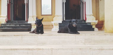 Kapı şakağının önünde uzanmış, merdivenleri ya da merdivenleri olan klasik tonda bir şeye bakan iki sevimli siyah. Hayvan, Güvenlik, Koruma ve Koruma Değerli Konsepti.  