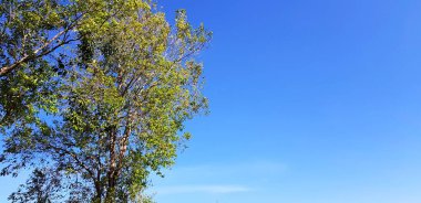 Güzel bir ağaç, yeşil yapraklar dalları ve kopyalama alanı olan açık mavi bir gökyüzü. Doğa geçmişi ve Doğal Güzellik kavramı.