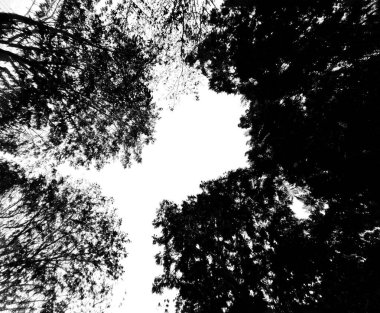 Açık gökyüzü ve ortası siyah ve beyaz tonlarda olan siyah ağaç. Doğanın Güzelliği, Büyüme ve Doğal Konsept Sanatı. Tek renkli duvar kağıdının güzelliği..