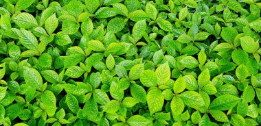 Birçok tazelik küçük yeşil Chaplo bitki bahçesinde arka plan bırakır. Doğa güzelliği duvar kağıdı konsepti.