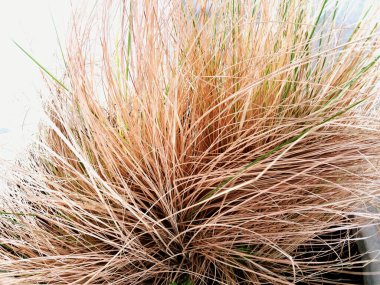 Beyaz duvar arkaplanlı kuru çimenleri süslüyor. Yaşlandım. Yaralı ve mevsim değişimi konsepti. Doğal ve doğa.