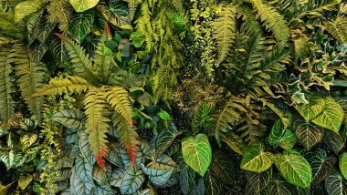 Yeşil sürüngen bitkisi, eğreltiotu, sarmaşık ya da sarmaşık ve arka plan için duvar bırakıyor. Doğal duvar kâğıdı ya da doğa deseni. Tazelik mevsimi