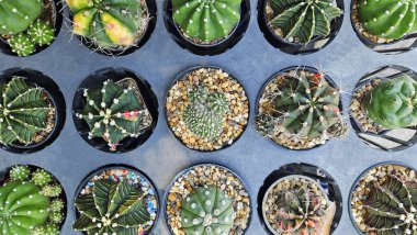 Gri arkaplandaki kaktüs manzarası mı yoksa gri saksı mı? Tropikal veya çöl iklimlerinde yetişen süs ağacı, doğal ve bitkilerin düzlüğü..