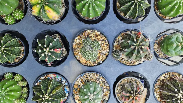 Gri arkaplandaki kaktüs manzarası mı yoksa gri saksı mı? Tropikal veya çöl iklimlerinde yetişen süs ağacı, doğal ve bitkilerin düzlüğü..