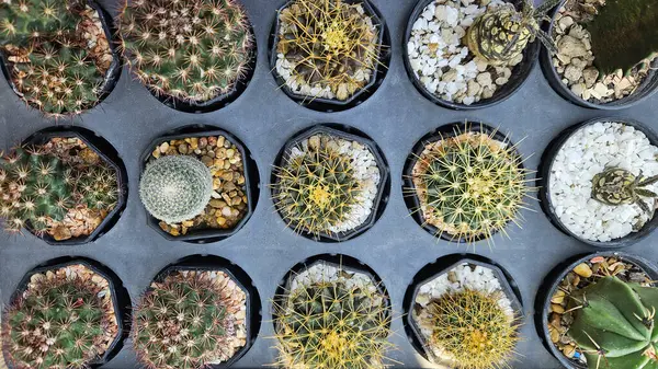 Gri arkaplandaki kaktüs manzarası mı yoksa gri saksı mı? Tropikal veya çöl iklimlerinde yetişen süs ağacı, doğal ve bitkilerin düzlüğü..