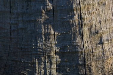 Büyük bir ağaç gövdesinin ahşap dokusu, ışık ve gölge arasındaki güçlü zıtlık zengin bir doku sağlar. Dikey çatlaklar doğal ahşabı takip eder.