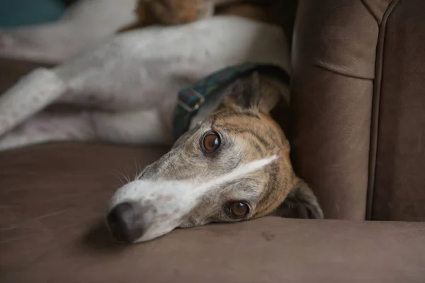 Adorable dog, pet greyhound, looks directly at camera with her big brown eyes. Selective focus on her face, resting on a soft leather couch indoors.