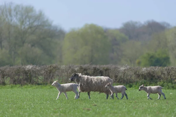 Three newborn baby lambs trot alongside their mother on a sunny spring day. Outdoor agricultural scene showing the family bond between livestock sheep