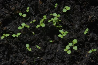 Küçük bir grup yeşil fidan, Macro seçici bir şekilde yaklaşıyor. Görüntünün bulanık merkezi bölümü üzerine uzayı kopyala, koyu gübre arkaplanı.