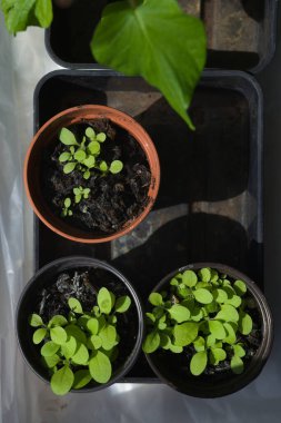 Üç saksıda fidanlar, güneşli pencere kenarları var. Tencereler, kapalı alandaki su sızıntısını önlemek için çarşafın üzerine plastik tepsiye konur..