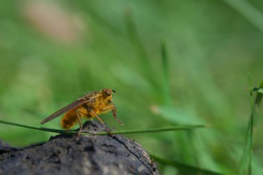 Gübre sineğinin süper makrosu tezek üzerinde ön ayaklarını birbirine sürtüyor. Seçici odak noktasından bulanık yeşil arkaplan ile sağ taraf kopyalama alanı.