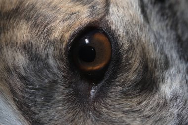 Extreme close up image focused on brown iris of pet dog greyhound eye. Selective focus, with full frame fur texture, the dilated pupil appears black.