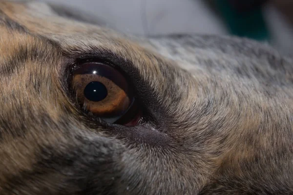 Amazing detail in brown iris of this pet greyhound dogs large eye. Copy space at the top and right image areas, abstract domestic animal beauty.