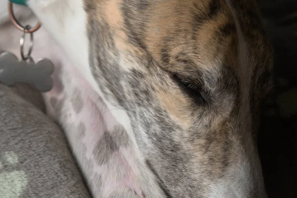 Tired pet greyhound rests her head on front leg and sleeps. Fleece blanket underneath the dog but on top of the bed. Bone shaped metal collar tag.