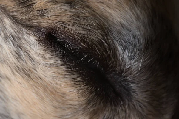 Sleeping greyhound dog\'s closed eye. Eyelash and fur detail, super macro. Full frame image of the fur texture surrounding this tired pet dogs eye.