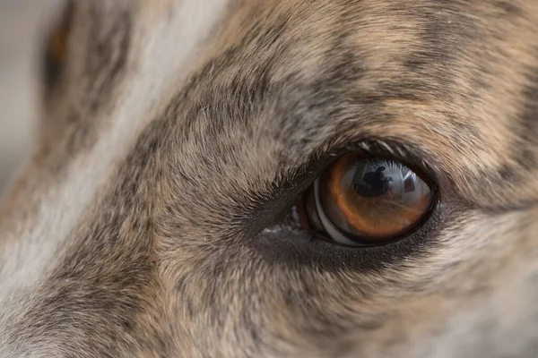 Super macro close up of pet dog greyhounds left eye. Individual hair strands and pet dander are visible. Beautiful large brown eye with vivid iris
