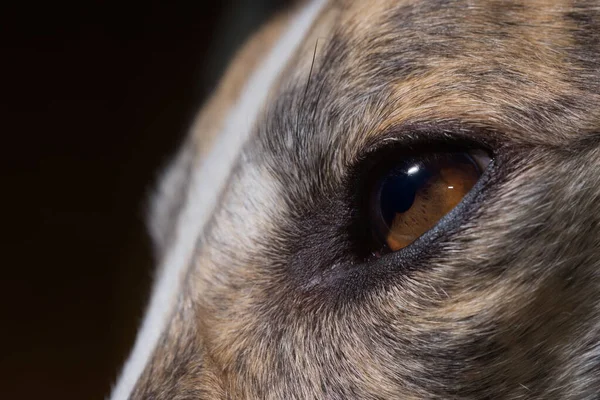 High contrast detail of pet dogs eye against plain dark background. Selective focus highlights the brown iris of this greyhound. Macro perspective.