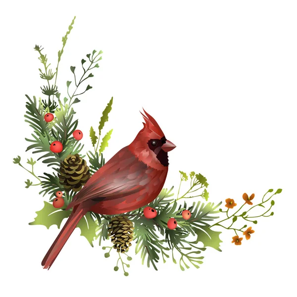红红的红衣主教坐在松枝上 长着球果 寄生叶和红色浆果 向圣诞贺卡模板致意 节日海报的设计 矢量说明 — 图库矢量图片