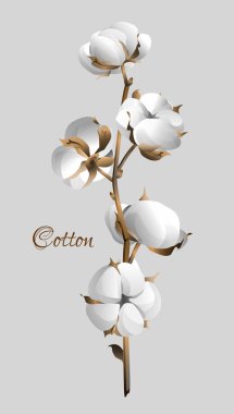 Cotton branch. Design element for wallpapers, backgrounds, textile, postcard Vector illustration