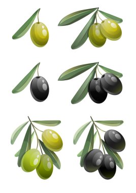 Yapraklı yeşil ve siyah zeytin. Elle çizilmiş organik gıda. Vektör illüstrasyonu.