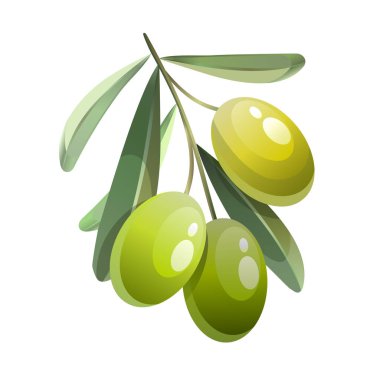 Vector illustration of small green olives branch. Green olives with leaves. Hand drawn image of organic food. Vector illustration.