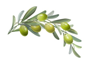 Green olive branch. Green olives with leaves. Vector illustration.