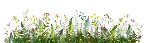 Barevné Letní Pole Kapradinovými Listy Luční Bylinkami Květinami Vektorová Ilustrace Stock Ilustrace