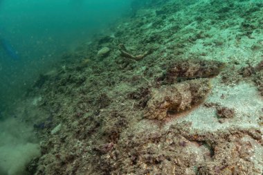 Güzel iki büyük mürekkep balığı dipte dinleniyor. Kamuflaj çevreye benziyor. Nusa Penida, Bali, Endonezya.