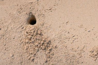 Tayland 'da kumda kum yengeci deliği. Yiyecek arıyor ve sürünerek geri dönüyor.