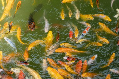 Renkli gölet balıkları, beslenme ve ağız açma sahnesini beklerken yukarı bakarlar. Fotoğrafı kapat.