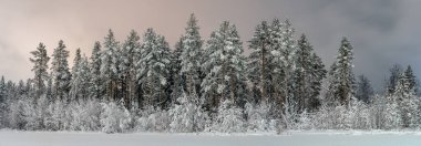 Çam ağacı orman kenarından geniş manzara manzarası. Yoğun kar yağışından sonra ağaçlara çok kar yağdı