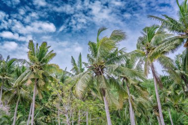 Arka planda mavi bulutlu gökyüzü olan orman kenarındaki palmiyelerin fotoğrafları. Nusa Penida, Bali, Endonezya