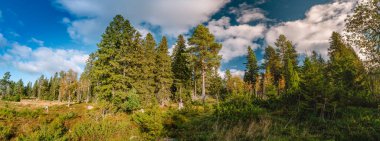 Geniş İskandinav ormanı manzarası yemyeşil ve mavi gökyüzü