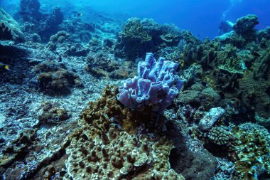 Bali, Endonezya 'daki canlı mercan resiflerini keşfetmek, tüplü dalış kristal berrak sulardaki renkli deniz yaşamını ve karmaşık oluşumları ortaya çıkarır.