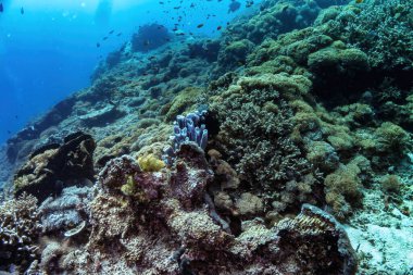 Güneş ışığı berrak mavi sulardan süzülerek çeşitli deniz yaşamlarıyla dolu canlı bir mercan resifini aydınlatarak Endonezya, Bali 'nin tropikal sularında nefes kesici bir sualtı manzarası yaratır.