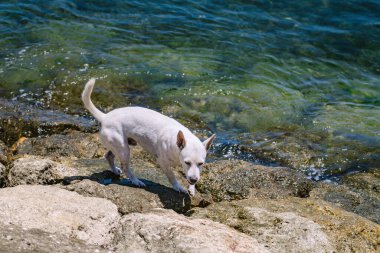 Bali 'de tropik bir plajda kayalıklarda yürüyen küçük beyaz köpek sıcak havanın ve temiz suyun tadını çıkarıyor.