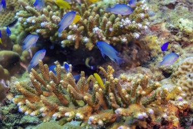 Sayısız mavi kromis balığı şaşırtıcı akropora mercan resiflerinin üzerinde zarif bir şekilde yüzerek bulanık ve tortulu sularda canlı ve renkli bir sualtı sahnesi oluşturur.