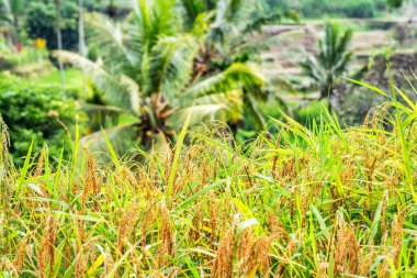 Bali, Endonezya 'da yetişen pirinç teraslarının yakın çekimi, tropikal bir yaprak zeminine karşı pirinç bitkilerinin yemyeşil ve altın renklerini sergiliyor, sakin ve resimsel bir manzara yaratıyor.